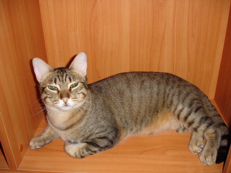 C***~o do gato!!!!!