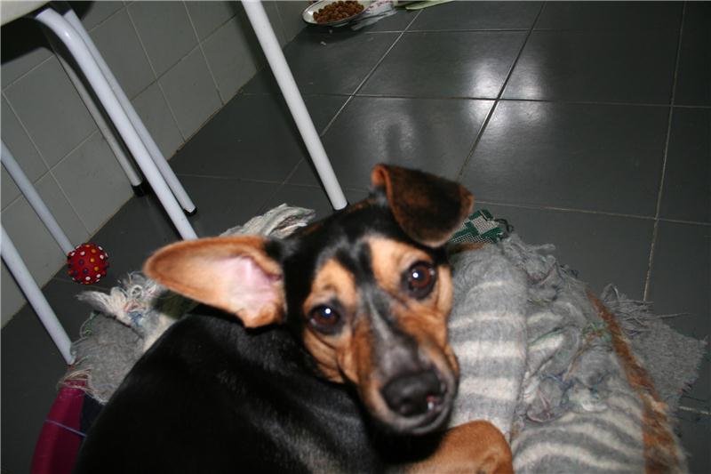 o eterno amigo sempre atento ao que o dono esta a fazer