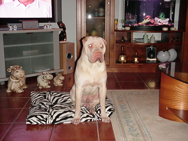 Yuki 9 meses 2.JPG